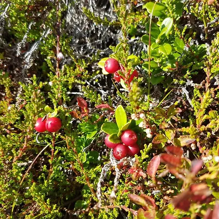 Fesengut بيت ضيافة 4*