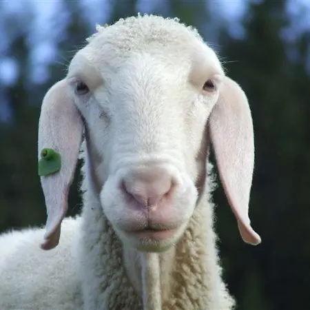 Fesengut 4* أنابيرغ ام لاميرتا