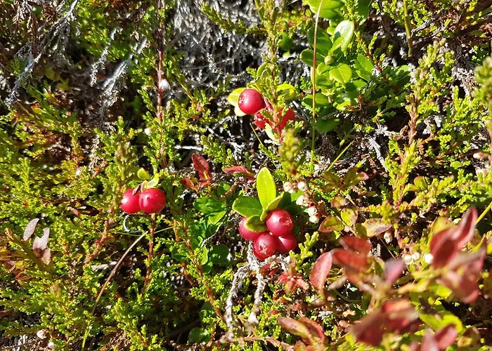菲森古特旅馆 招待所 4*