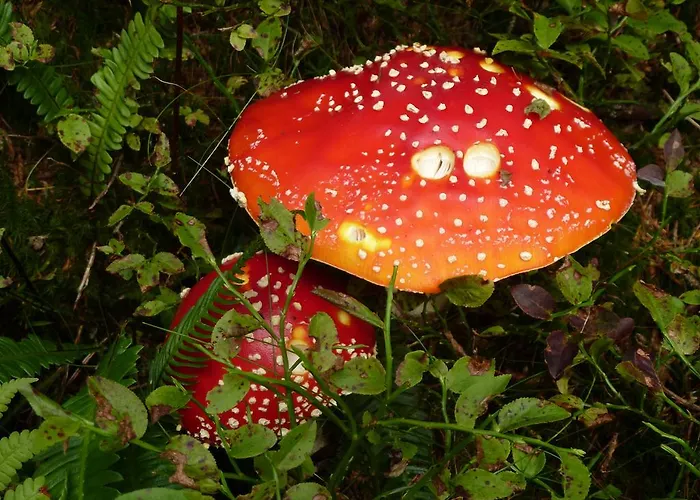 菲森古特旅馆 4*